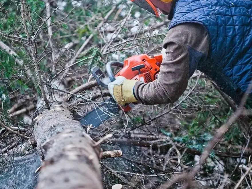Worker cutting up a fallen tree with a chainsaw