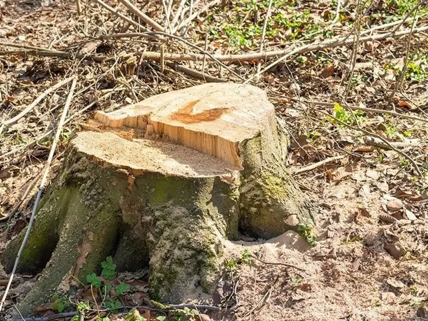 A freshly cut tree stump