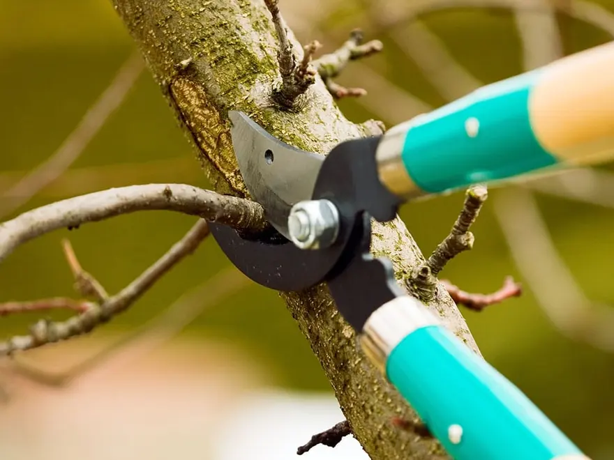 Pruning shears cutting a branch
