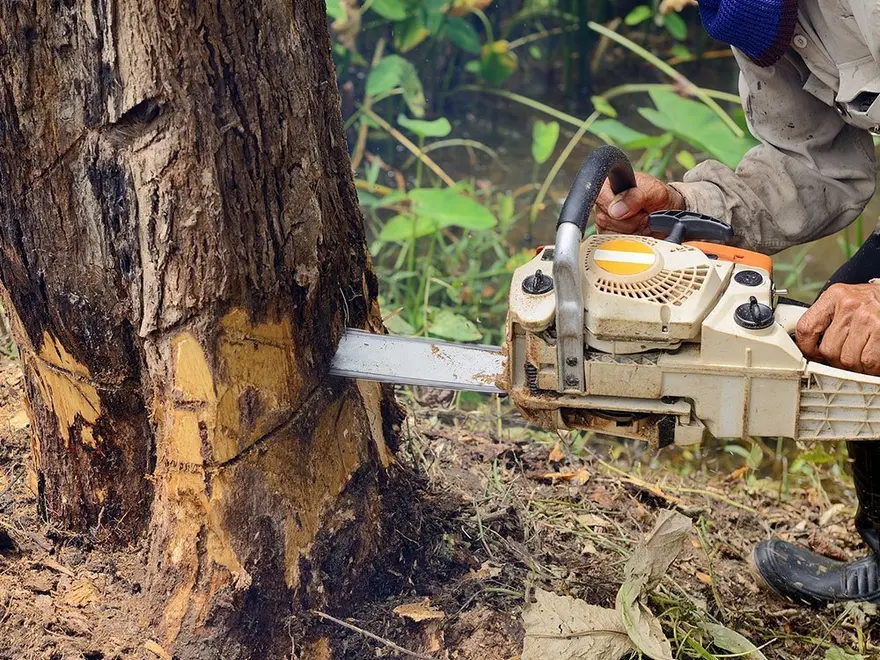 Chainsaw cutting into a tree trunk