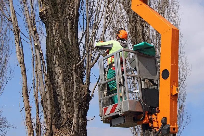 Professional Tree Service in Altamonte Springs