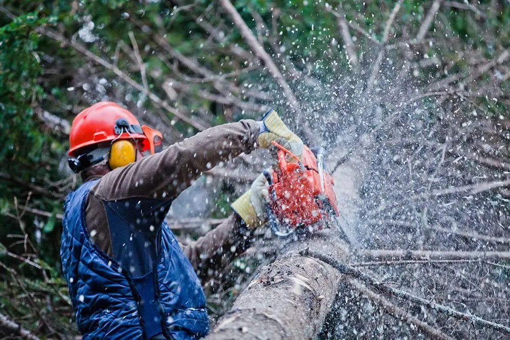 Altamonte Springs Emergency Tree Removal